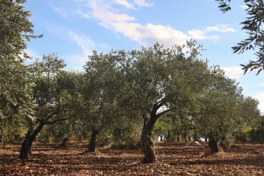 Mavi gökyüzüne karşı zeytin ağaçları, Lübnan.