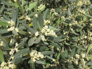 Çiçek açan zeytin ağaçları tomurcuk ve çiçeklerle dallanır..