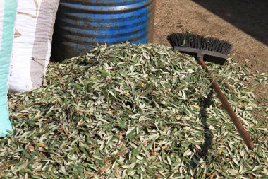 Yaprakları zeytinlerden ayıran.