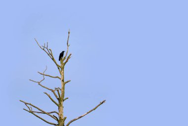 Mavi gökyüzüne karşı çıplak bir ağaca tünemiş bir karga..