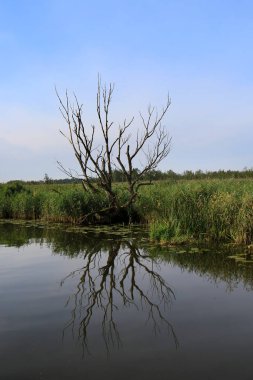 Çıplak bir ağaç ve göldeki yansıması..