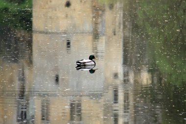 A duck in a pond inside ripples and reflective waters. clipart