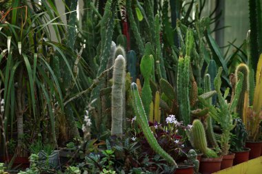 Çeşitli yeşil dikenli kaktüsler ve sulu.