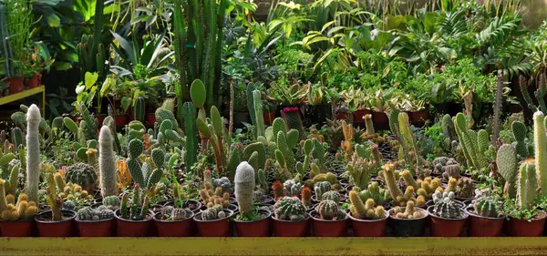 Çeşitli yeşil dikenli kaktüsler ve sulu.