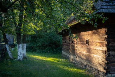 Ağaçlarla çevrili eski bir ahşap kulübe, zıt sabah güneşiyle aydınlatılmış..