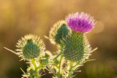 Mor deve dikeni turuncu arka planda akşam güneşiyle aydınlanıyor.