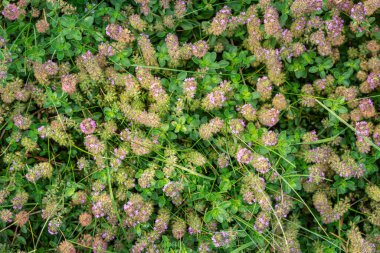 Yukarıdan çekilmiş mor kekik çiçekleri.