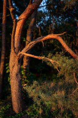 Akşam güneşinin ışınlarıyla aydınlatılmış bir çam ağacı gövdesi.