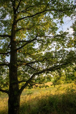 Güneşe karşı çekilmiş bir meşe ağacı parçası.