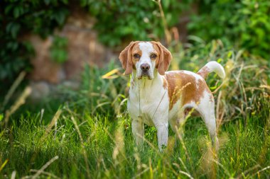 Beagle bir yaz öğleden sonra yeşil çimlerde oynuyor.