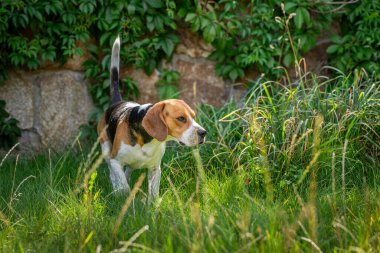 Beagle bir yaz öğleden sonra yeşil çimlerde oynuyor.