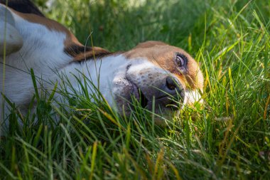 Beagle bir yaz öğleden sonra yeşil çimlerde oynuyor.