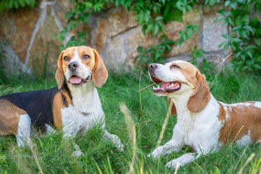 Beagle bir yaz öğleden sonra yeşil çimlerde oynuyor.