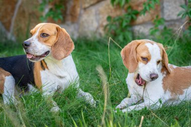 Beagle bir yaz öğleden sonra yeşil çimlerde oynuyor.
