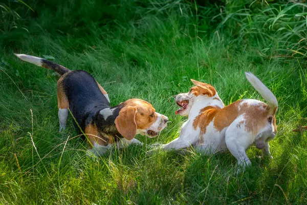 Beagle bir yaz öğleden sonra yeşil çimlerde oynuyor.