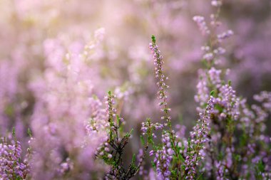 Akşam güneşinde mor funda çiçekleri Heathland 'in bulanık arka planına karşı