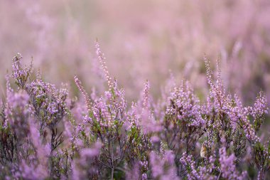 Akşam güneşinde mor funda çiçekleri Heathland 'in bulanık arka planına karşı
