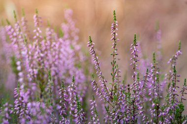 Akşam güneşinde mor funda çiçekleri Heathland 'in bulanık arka planına karşı
