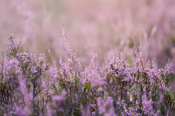 Akşam güneşinde mor funda çiçekleri Heathland 'in bulanık arka planına karşı