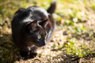 Siyah kedi, yeşil çimlerde bulanık sonbahar yapraklarının arka planında