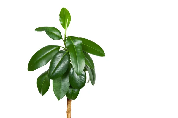 Ficus Elastica Kamerplant Een Witte Achtergrond — Stockfoto