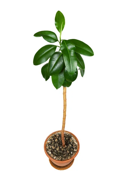 Ficus Elastica Planta Interior Maceta Sobre Fondo Blanco — Foto de Stock