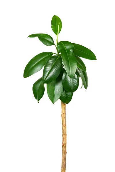 Ficus Elastica Házi Növény Fehér Alapon — Stock Fotó