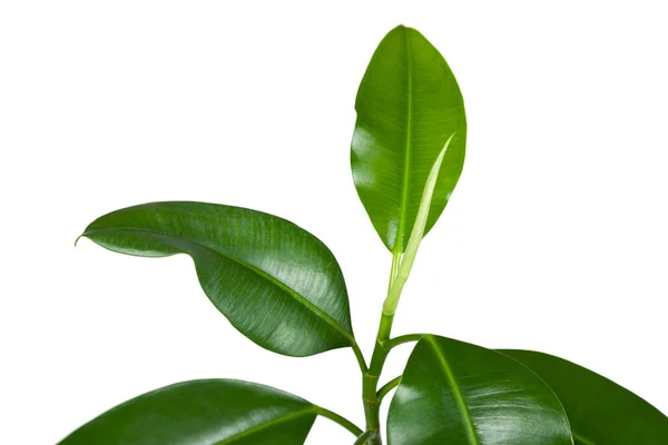 Ficus Elastica Planta Interior Hojas Primer Plano Sobre Fondo Blanco —  Fotos de Stock