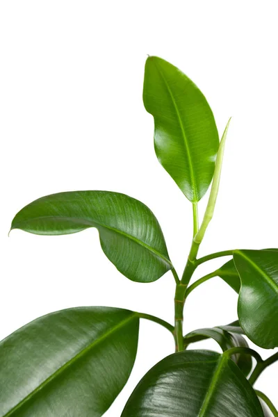Ficus Elastica Indoor Plant Bladeren Close Een Witte Achtergrond — Stockfoto