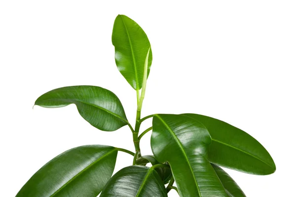 Ficus Elastica Beltéri Növény Levelek Közelkép Fehér Alapon — Stock Fotó