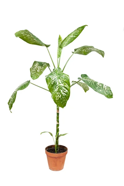Dieffenbachia Bitkisi Beyaz Arka Planda Saksıda Bitki — Stok fotoğraf