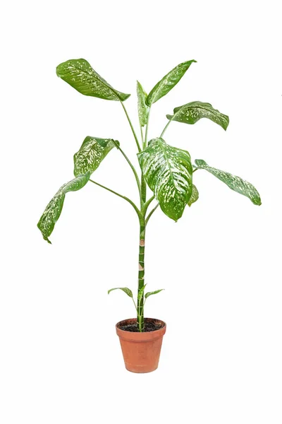 Dieffenbachia Φυτό Φυτό Εσωτερικού Χώρου Γλάστρα Λευκό Φόντο — Φωτογραφία Αρχείου