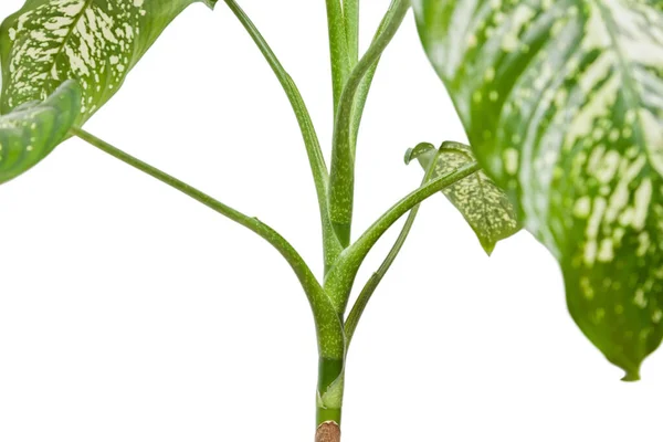 Dieffenbachia Plant Kamerplant Geïsoleerd Witte Achtergrond Close — Stockfoto