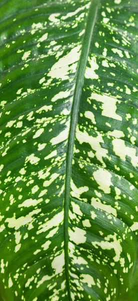 stock image Dieffenbachia leaf close up, plant macro backgroun