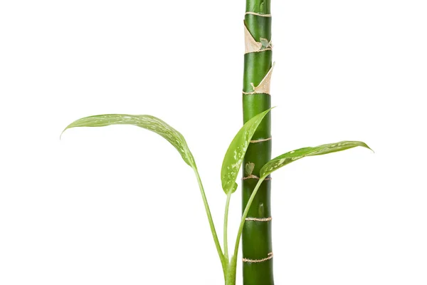 Dieffenbachia Rostlina Pokojová Rostlina Izolované Bílém Pozadí Detailní Záběr — Stock fotografie