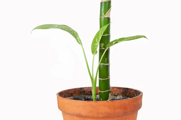 Dieffenbachia Plant Houseplant Pot White Background — Stock Photo, Image