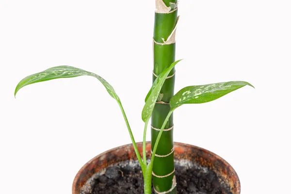 Dieffenbachia Plant Kamerplant Een Pot Een Witte Achtergrond — Stockfoto