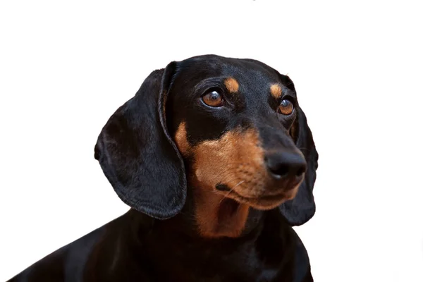 Dog Black Dachshund White Background Close — Stock Photo, Image