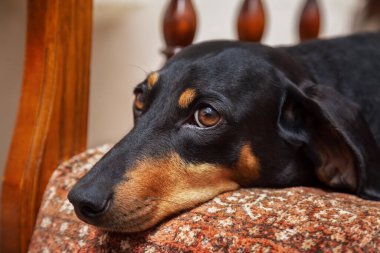 Dachshund köpeği evdeki sandalyede, yakın plan. 