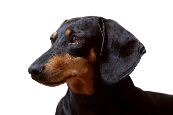 Pes Černý Jezevčík Bílém Pozadí Detailní Záběr — Stock fotografie