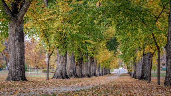 古いアメリカのニレの木と路地 秋の色のコロラド州立大学のキャンパスで楕円形 — ストック写真