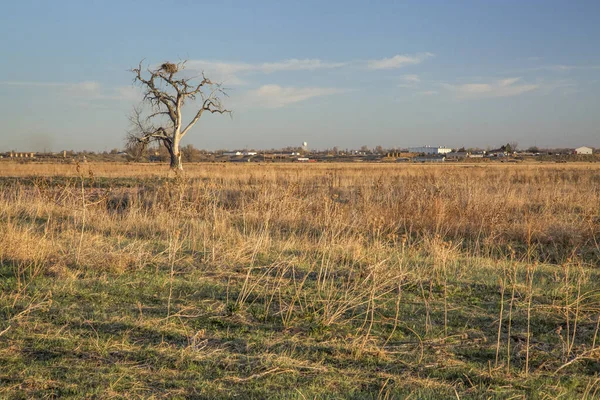 南プラット川沿いのコロラド東部の田園風景孤独な木とワシの巣 — ストック写真
