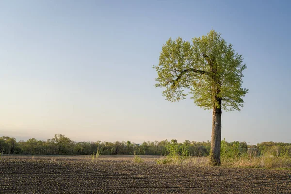 Tavasszal Napkelte Gazdaság Felett Missouriban Egy Magányos Fával — Stock Fotó