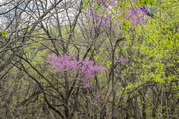 Redbud Árvore Florescendo Uma Floresta Ripária Longo Rio Missouri Perto — Fotografia de Stock