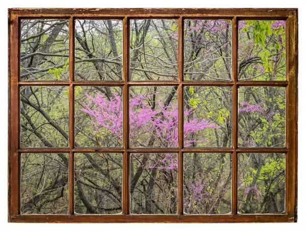 Czerwonawe Drzewo Kwitnące Nadbrzeżnym Lesie Wzdłuż Rzeki Missouri Widziane Okna — Zdjęcie stockowe