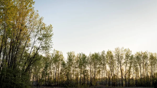 Alba Sulla Foresta Ripariale Argine Nella Valle Del Fiume Missouri — Foto Stock