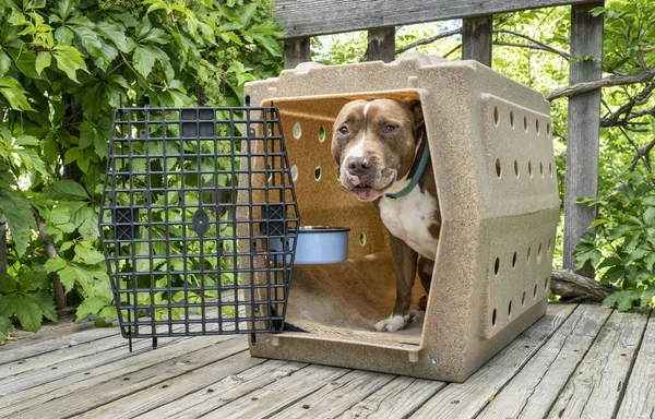红鼻子斗牛犬在他的旅行犬舍的一个木制后院庭院 — 图库照片