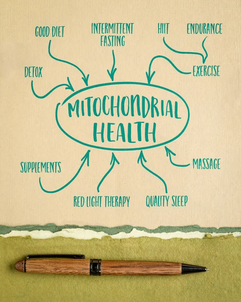 Μιτοχονδριακή Έννοια Της Υγείας Μυαλό Σκίτσο Χάρτη Χαρτί Τέχνης Υγιεινό — Φωτογραφία Αρχείου