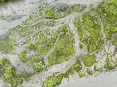 Sığ ve kumlu bir çayır nehri üzerindeki kumluk - kır çiçekleriyle kasvetli nehir, yaz sonu hava manzarası