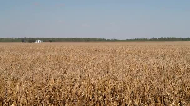 Corn Field Ready Harvest Valley Missouri River Peru Nebraska Windy — Stock Video